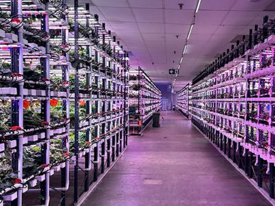 shelves of plants in a room with purple lights